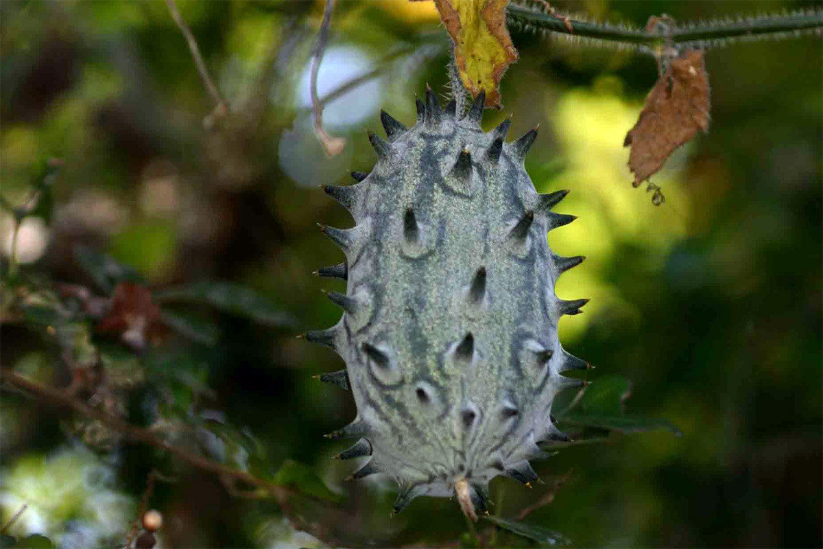 Dưa chuột sừng (Cucumis metuliferus) có nguồn gốc từ Nam Phi. Chúng cho quả có nhiều gai, phần ruột có thể ăn sống hoặc dùng làm salad. Quả dưa chuột sừng chín già có màu đỏ, tự bung ra để giải phóng hạt.
