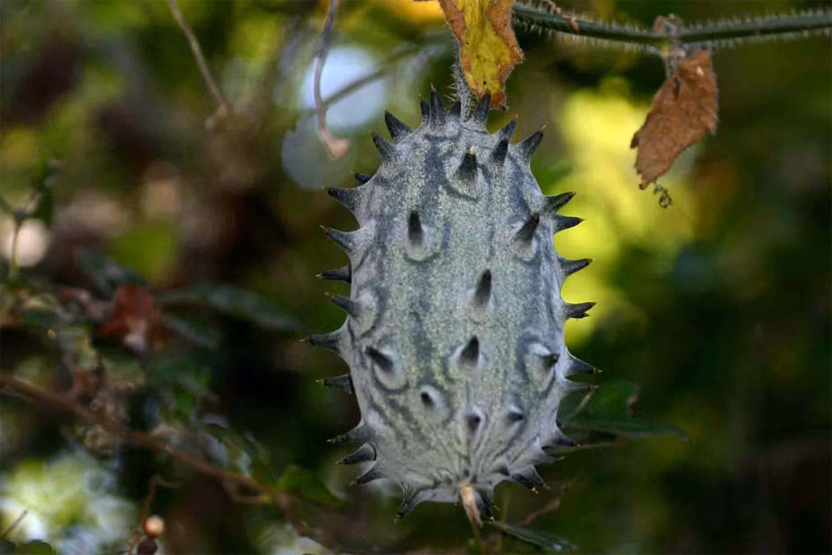 Dưa chuột sừng (Cucumis metuliferus) có nguồn gốc từ Nam Phi. Chúng cho quả có nhiều gai, phần ruột có thể ăn sống hoặc dùng làm salad. Quả dưa chuột sừng chín già có màu đỏ, tự bung ra để giải phóng hạt.