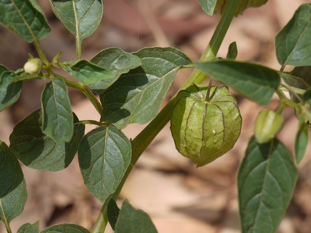 Thù lù hay tầm bóp, lu lu cái (Physalis angulata) cao 60 cm, được cho là có nguồn gốc châu Mỹ, nhưng đã du nhập vào các vụng nhiệt đới và cận nhiệt đới toàn cầu. Chúng có quả ăn được màu cam, được bọc trong các đài hoa giống như đèn lồng.