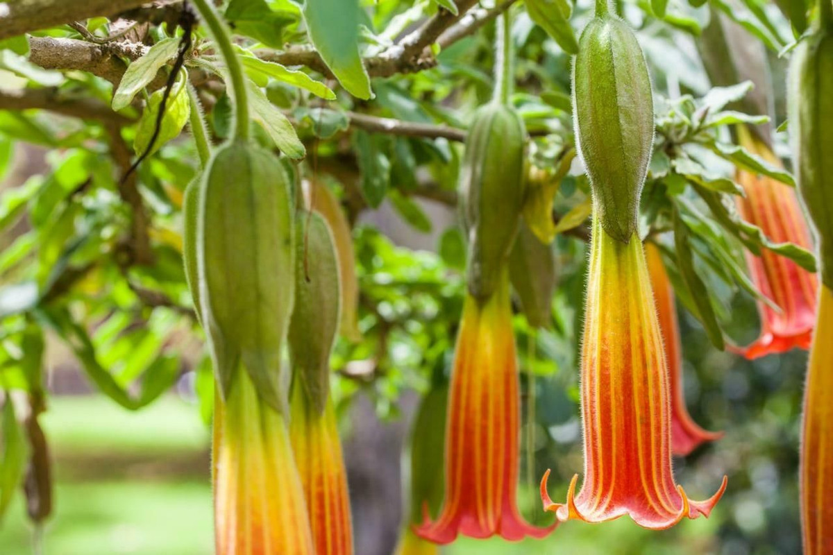 Cà độc hoa đỏ Andes (Brugmansia sanguinea) cao 10 mét, có nguồn gốc từ miền Tây của Nam Mỹ. Dù lá và hoa có chất độc gây ảo giác, loài cây họ Cà này vẫn được trồng nhiều trong các khu vườn khắp thế giới do có những đóa hoa hình ống dài rực rỡ rủ xuống.