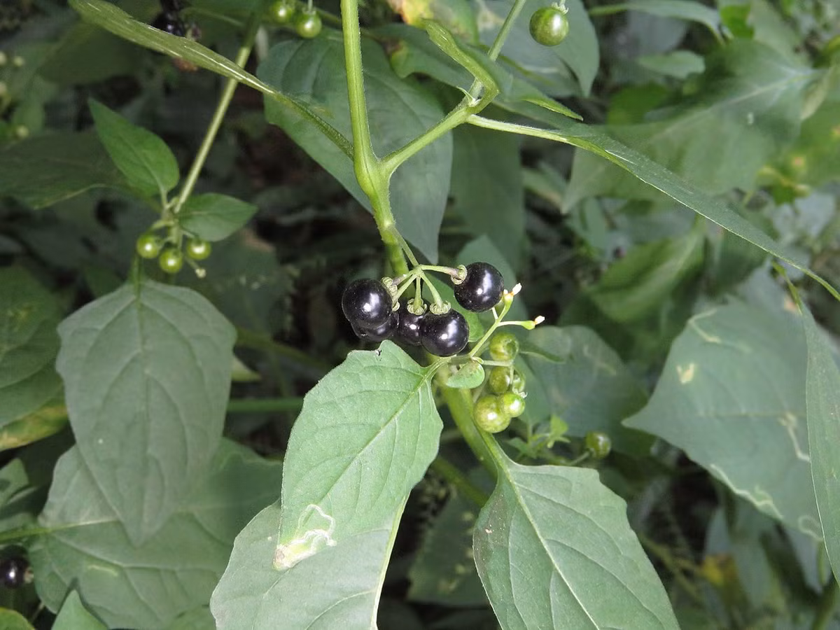 Lu lu đực hay cà lù (Solanum nigrum) cao 90 cm, phân bố ở lục địa Á - Âu. Các bộ phận của loài cây này có độc, nhưng lá ngọn non nấu chín có thể dùng làm thực phẩm. Chúng thường bị nhầm lẫn với loài cây độc hơn nhiều là cà ngủ.