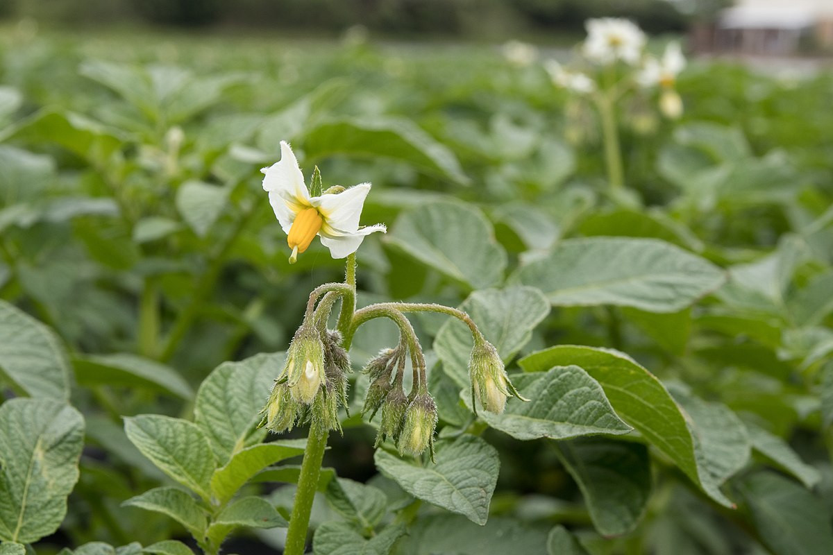 Khoai tây (Solanum tuberosum) cao 1 mét, là cây bản địa Nam Mỹ. Từ cây tổ tiên, nhiều giống khoai tây đã được con người tạo ra, là cây hoa màu quan trọng của nền nông nghiệp. Củ khoai tây có lượng tinh bột dồi dào, nhưng sẽ ngả xanh và có độc dưới ánh sáng mặt trời.