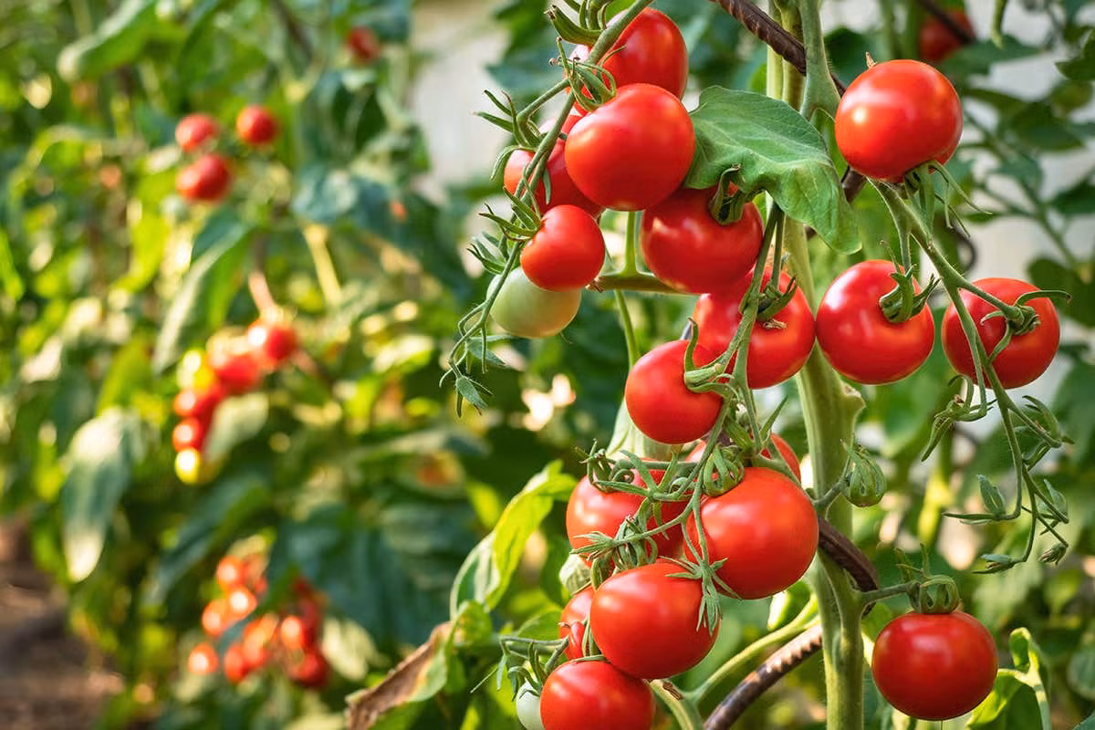 Cà chua (Solanum lypopersicum) cao 2 mét, có nguồn gốc từ loài cà chua dại quả vàng nhỏ ở Peru và Ecuador. Loài cây họ Cà có tuổi thọ ngắn này được lại tạo thành vô số giống để thu hoạch quả làm thực phẩm.