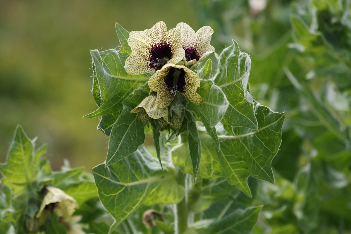 Thiên tiền tử (Hyoscyamus niger) cao 80 cm, mọc trên đất bị xáo trộn, đặc biệt là nơi gia súc gặm cỏ, ở châu Âu, châu Á và Bắc Phi. Chúng là loài cây độc chứa chất gây mê, có mùi khó chịu.