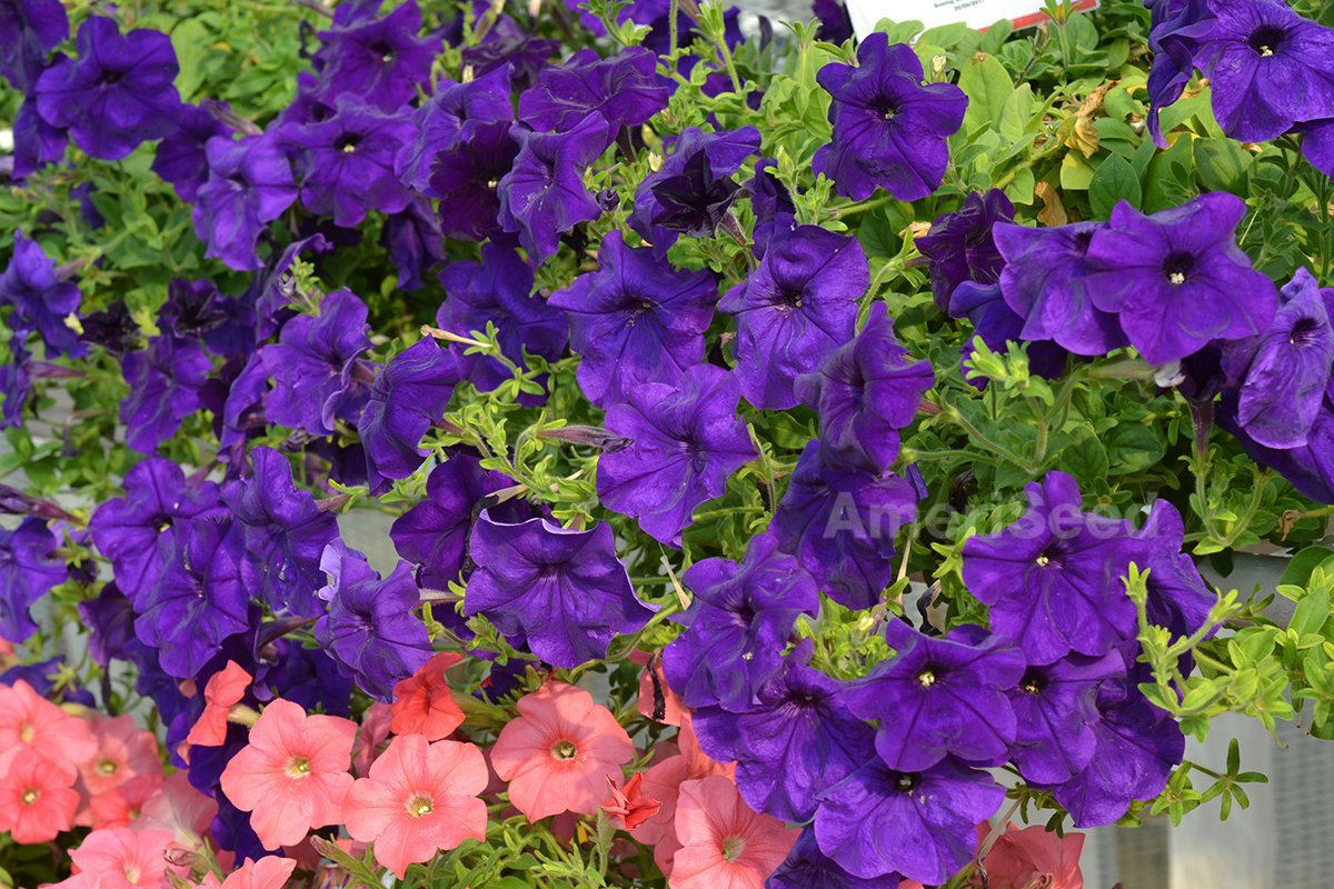 Dã yên thảo (Petunia sp.) là chi thực vật gồm các loài cây cao khoảng 60 cm, cho hoa rực rỡ, có nguồn gốc từ Nam Mỹ. Các giống dã yên thảo được trồng làm cảnh ở nhà vườn ngày nay là kết quả của việc lai tạo nhiều loài dã yên thảo với nhau.