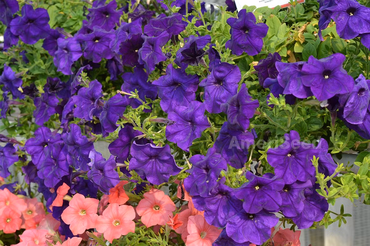 Dã yên thảo (Petunia sp.) là chi thực vật gồm các loài cây cao khoảng 60 cm, cho hoa rực rỡ, có nguồn gốc từ Nam Mỹ. Các giống dã yên thảo được trồng làm cảnh ở nhà vườn ngày nay là kết quả của việc lai tạo nhiều loài dã yên thảo với nhau.