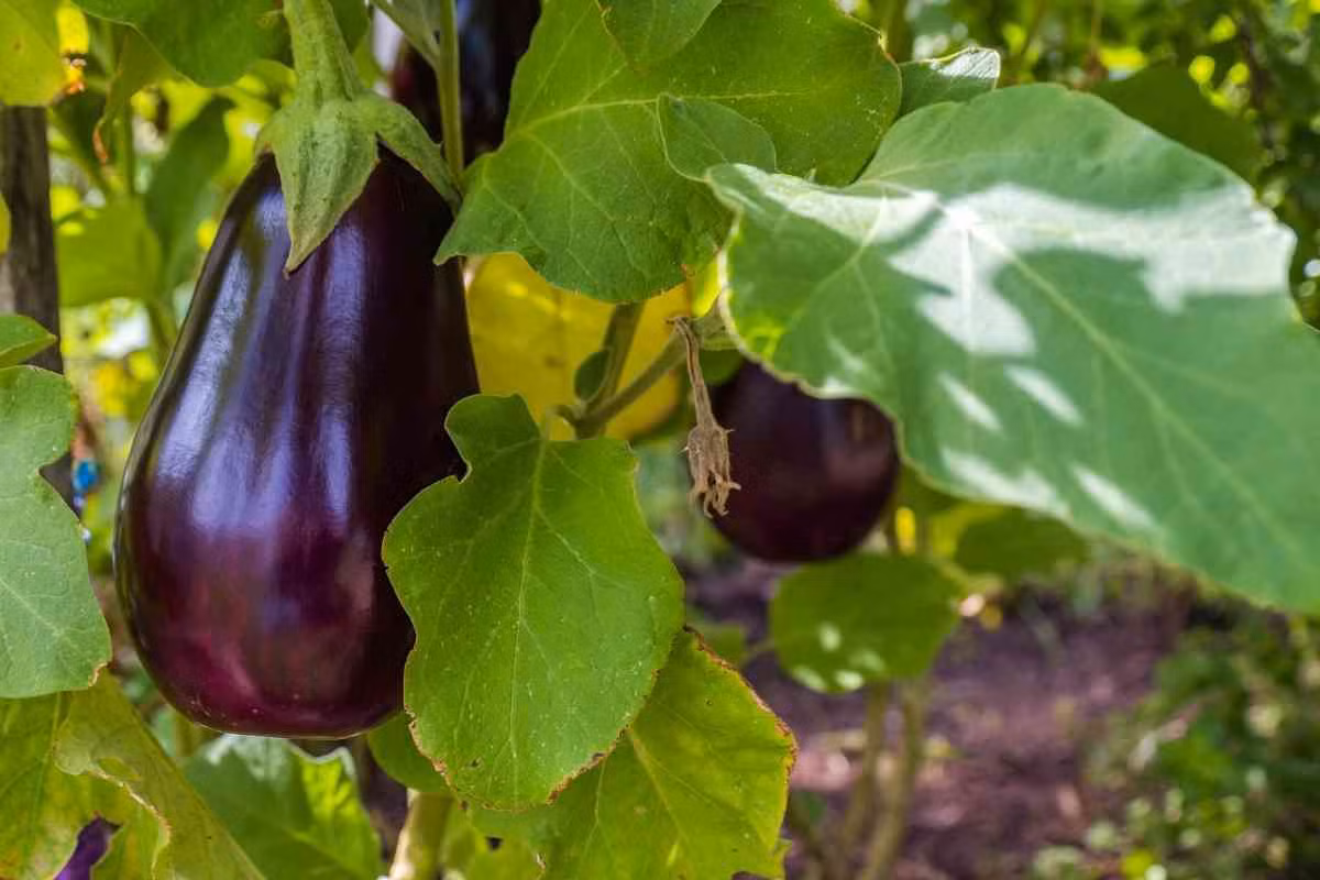 Cà tím (Solanum melongena) cao 1,5 mét, có nguồn gốc từ miền Nam Ấn Độ và Sri Lanka. Quả cà tím là thực phẩm quan trọng với con người. Do quan hệ họ hàng gần với cà độc dược, đã có thời người ta tin rằng nó là một loại cây có độc tính.