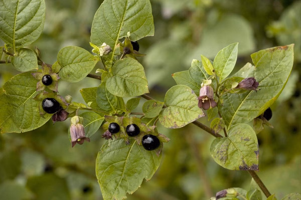 Cà ngủ (Atropa belladonna) cao 1,5 mét, mọc trong rừng và bụi rậm ở châu Âu, Bắc Phi và Tây Á. Loài cây thân thảo lưu niên này chứa chất gây mê mạnh, có thể gây chết người. Quả cà ngủ mọc đơn lẻ chứ không tạo thành chùm như quả cà lù.