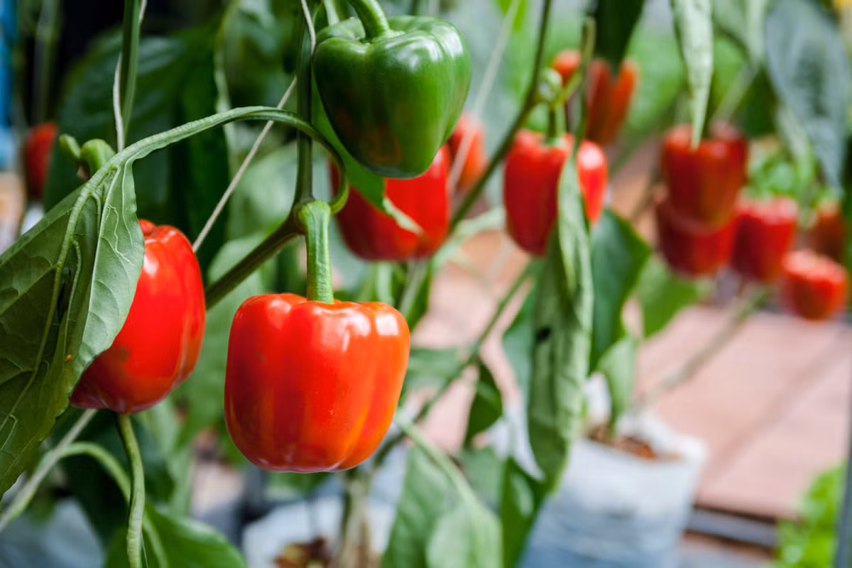 Ớt chuông (Capsicum annuum) cao 1,2 mét, là một giống ớt được lai tạo từ một loài ớt bản địa châu Mỹ có chung tổ tiên với ớt Capsicum frutescens. Quả ớt chuông có hình dạng và mùi vị khác rất nhiều so với ớt nguyên bản, được sử dụng như một loại rau.