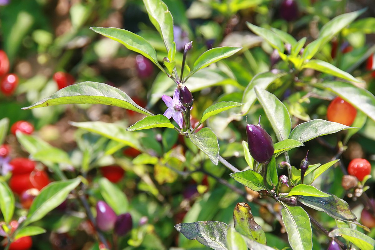 Ớt (Capsicum frutescens) cao 1,2 mét, là cây bản địa Nam Mỹ. Cho quả có vị cay dùng làm gia vị, chúng được phát triển nhiều giống khác nhau, trồng phổ biến ở vùng nhiệt đới châu Á và châu Mỹ.