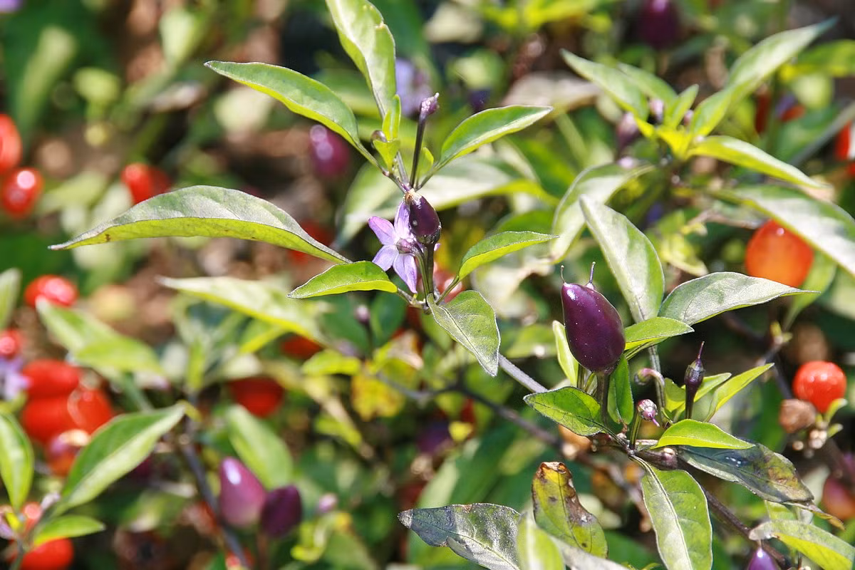 Ớt (Capsicum frutescens) cao 1,2 mét, là cây bản địa Nam Mỹ. Cho quả có vị cay dùng làm gia vị, chúng được phát triển nhiều giống khác nhau, trồng phổ biến ở vùng nhiệt đới châu Á và châu Mỹ.