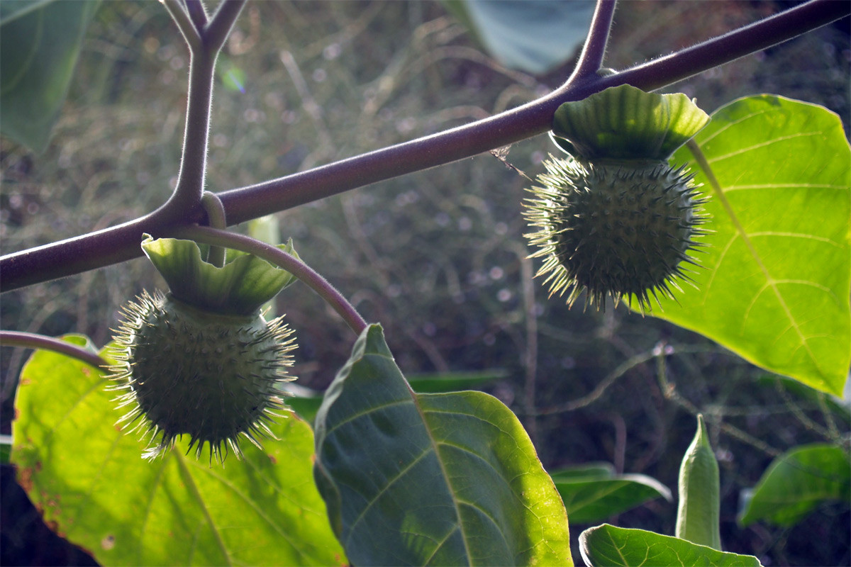Cà độc dược (Datura metel) cao 1,5 mét, phân bố từ Nam Á đến Trung Quốc. Dù hầu hết các bộ phận của loài cây này có độc tố mạnh, đặc biệt là lá và hạt, chúng vẫn được sử dụng làm dược liệu trong một số nền y học truyền thống của khu vực.