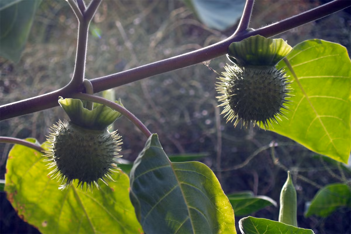Cà độc dược (Datura metel) cao 1,5 mét, phân bố từ Nam Á đến Trung Quốc. Dù hầu hết các bộ phận của loài cây này có độc tố mạnh, đặc biệt là lá và hạt, chúng vẫn được sử dụng làm dược liệu trong một số nền y học truyền thống của khu vực.