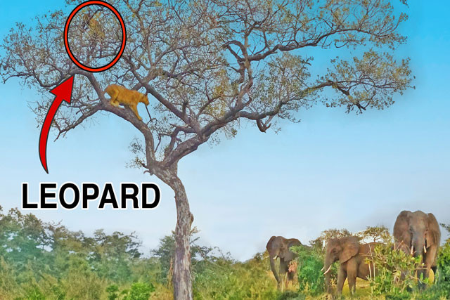 Sư tử leo lên cây truy sát báo săn, may mắn voi tới giải cứu Su tu leo len cay truy sat bao san, may man voi toi giai cuu