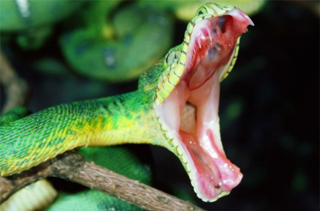 Video: Noc doc ran duoc lay ra nhu the nao?