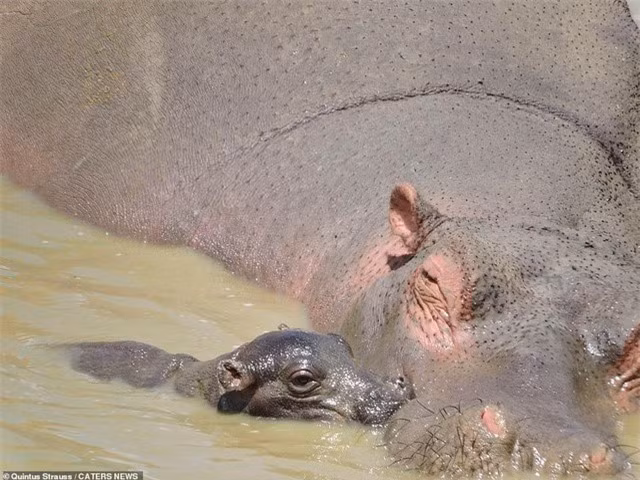 Trận chiến “long trời lở đất” giữa hai loài động vật nguy hiểm ảnh 4