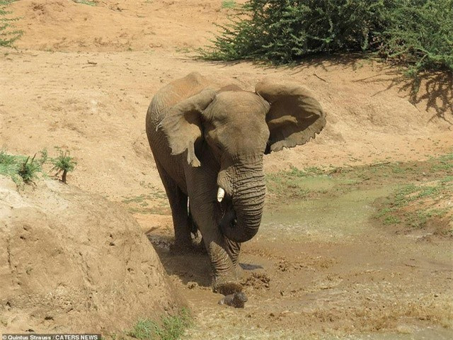 Trận chiến “long trời lở đất” giữa hai loài động vật nguy hiểm ảnh 2