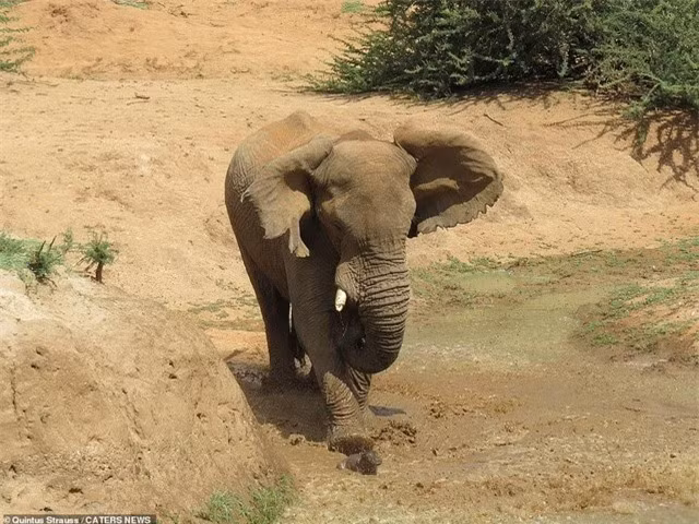 Trận chiến “long trời lở đất” giữa hai loài động vật nguy hiểm ảnh 2