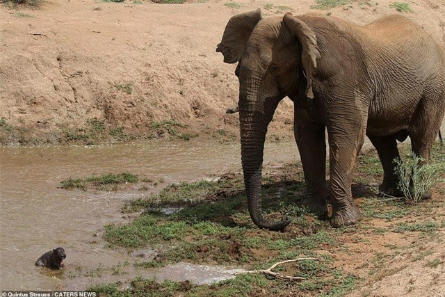 Trận chiến “long trời lở đất” giữa hai loài động vật nguy hiểm ảnh 1