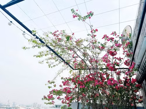 Tieu thu mien Tay xinh dep khoe khu vuon tren cao dep nhu mo-Hinh-5