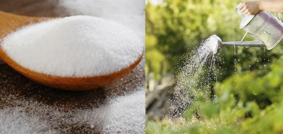 Dung 2 loai gia vi hoa voi nuoc tuoi cho cay, cay xanh tot