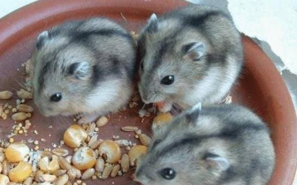 3 con giap tu 1/6 - 8/6, cua cai tang manh-Hinh-2