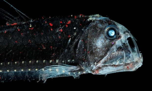 Kham pha the gioi dai duong thuo so khai voi nhieu dieu ky la