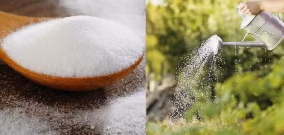 Dung 2 loai gia vi hoa voi nuoc tuoi cho cay, cay xanh tot