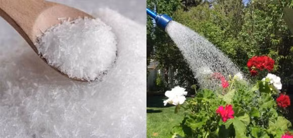 Dung 2 loai gia vi hoa voi nuoc tuoi cho cay, cay xanh tot-Hinh-2