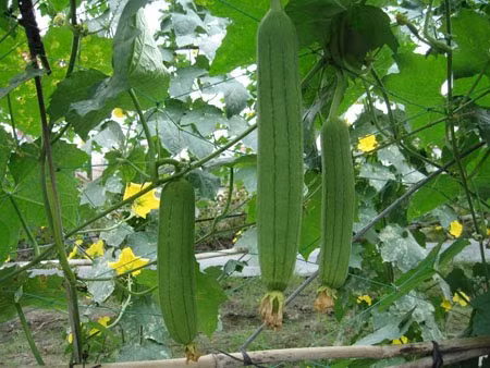 Loai qua re beo o Viet Nam bong thanh hang hot o nuoc ngoai-Hinh-2