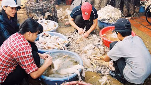 Nhiều người dân vẫn rất chủ quan khi giết mổ gia cầm.