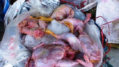 Thực phẩm bẩn ảnh hưởng đến chất lượng giống nòi