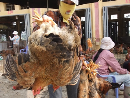 Nguy cơ bùng phát dịch cúm AH7N9 ở nước ta là rất lớn