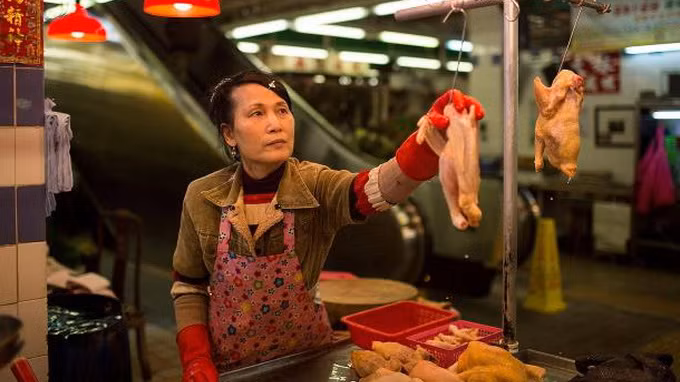 Cúm gia cầm đã gây chết người.