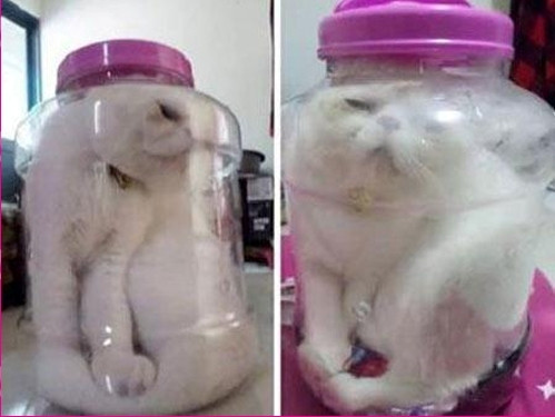 Hình ảnh con mèo đáng thương trong chiếc hộp.