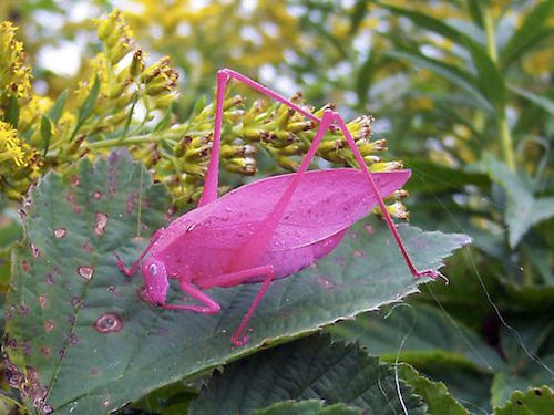 Chú châu chấu này phải chăng là hình gấp origami của trẻ con? Không phải đâu, đó chính là một con châu chấu thật đấy.