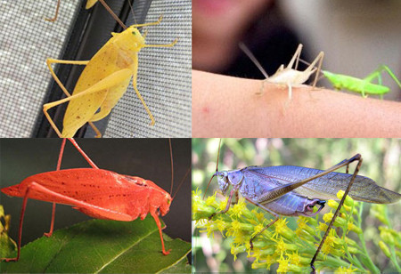 Trong thực tế, châu chấu hồng khá hiếm gặp. Tuy nhiên, bạn cũng có thể bắt gặp vài chú màu vàng, trắng, cam,… nếu gặp may.