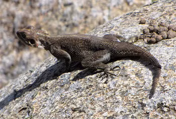 Còn đây mới là phụ kiện ngụy trang tốt nhất. Màu da của con thằn lằn không có gì khác biệt so với tảng đá mà nó đang đứng.