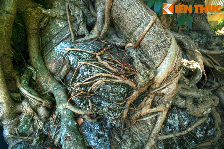 Bộ rễ của cây lan rộng, ôm vào các tảng đá lớn.