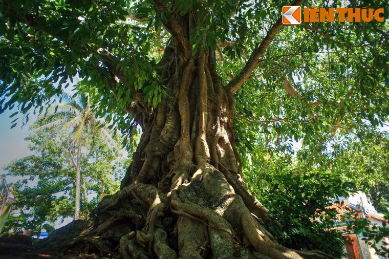 Đó là một cây đa sộp có tuổi gần 300 năm, với vòng thân nhiều người ôm không hết.