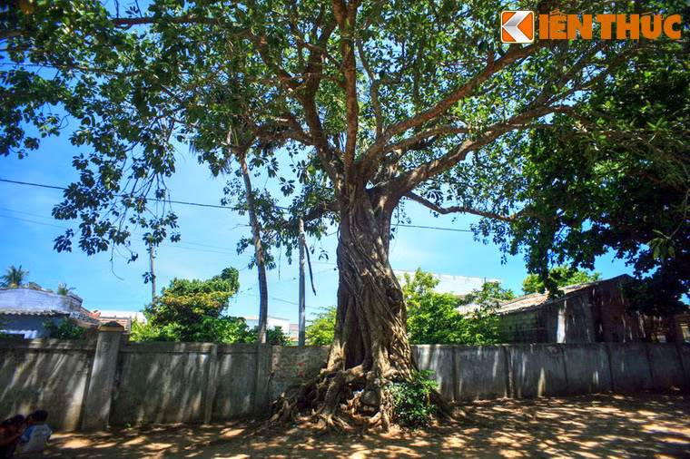 Cây cũng toàn lên vẻ đẹp cổ xưa, vững chãi bên biển trời Lý Sơn.