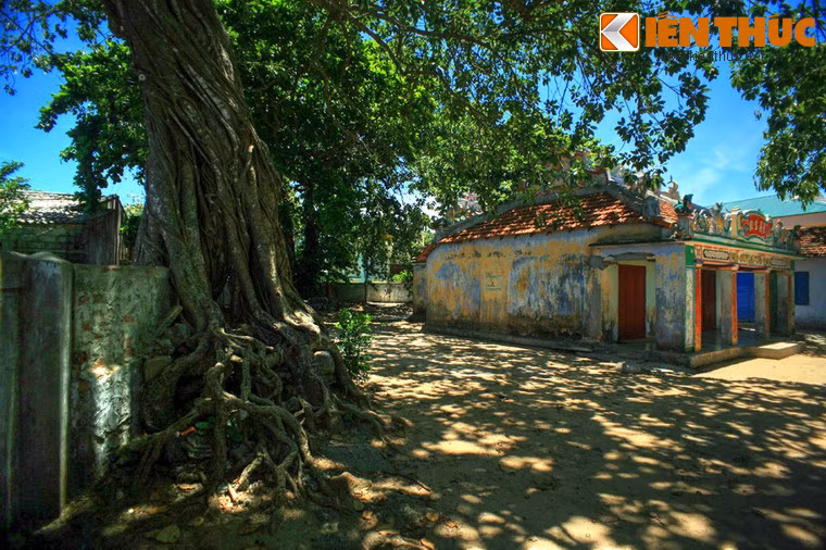 Phía bên trái của dinh Đụn còn một cây cổ thụ khác được trồng muộn hơn.
