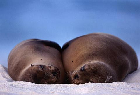 18. Vịnh Gardner trên đảo Espanola, Ecuador là nơi để khám phá đời sống nhiều loài sinh vật biển độc đáo như hải báo, cá đuối, thằn lằn biển...