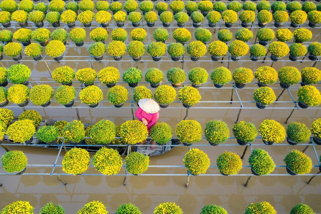 Sa Đéc từ lâu nổi danh là thủ phủ hoa, kiểng của cả khu vực đồng bằng sông Cửu Long. Theo các tư liệu, làng hoa Sa Đéc đã có truyền thống hơn 100 năm, chuyên cung cấp đủ loại hoa, kiểng cho khắp các địa phương miền Tây, thậm chí cả nước. Ảnh: Trung Anh.