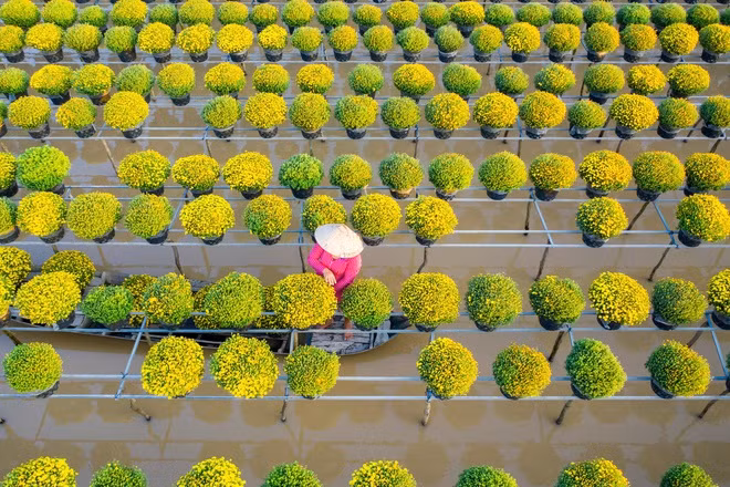 Sa Đéc từ lâu nổi danh là thủ phủ hoa, kiểng của cả khu vực đồng bằng sông Cửu Long. Theo các tư liệu, làng hoa Sa Đéc đã có truyền thống hơn 100 năm, chuyên cung cấp đủ loại hoa, kiểng cho khắp các địa phương miền Tây, thậm chí cả nước. Ảnh: Trung Anh.