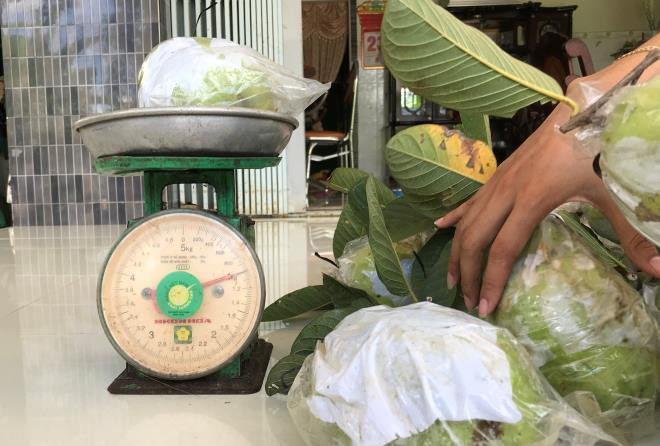 Cây trồng chỉ khoảng 10 tháng là cho thu hoạch, mỗi cây cho 100 - 130kg trái/năm.