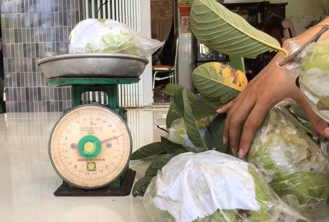 Cây trồng chỉ khoảng 10 tháng là cho thu hoạch, mỗi cây cho 100 - 130kg trái/năm.