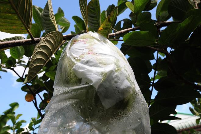 “Tôi trồng theo hướng hữu cơ sinh học nên đảm bảo an toàn vệ sinh thực phẩm. So với cây ổi khác, giống ổi này chỉ cần 3 ngày tưới nước 1 lần, 3 - 4 tháng mới rải phân 1 lần, vì nếu cho dư phân cây sẽ không ra trái”, ông Thùy nói.