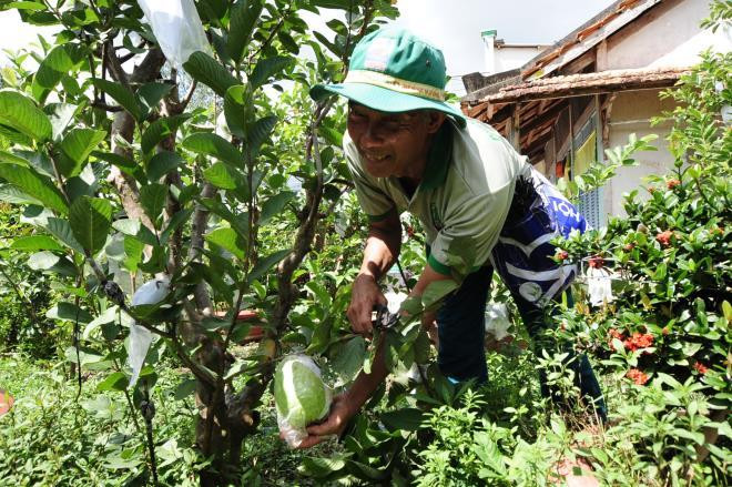 Lão nông này sau đó quyết định nhân giống ổi để trồng. Đến nay, ông Thùy đã trồng được 1ha ổi, trong đó có 120 gốc đang cho trái.