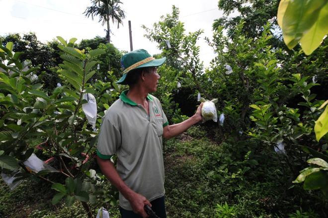 Hiện ông Thùy bán ổi với giá 12.000 đồng/kg. Riêng cây giống, mỗi năm xuất bán hơn 1.000 cây, với giá 30.000 đồng/cây.